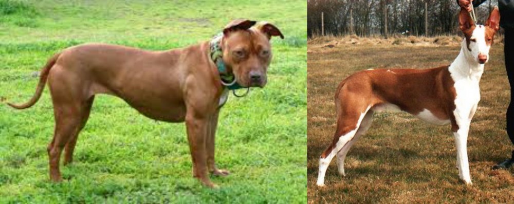 Podenco Canario vs American Pit Bull Terrier - Breed Comparison