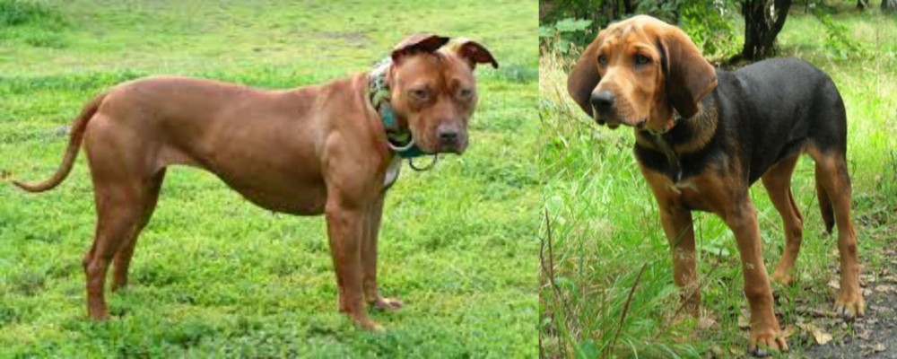 Polish Hound vs American Pit Bull Terrier - Breed Comparison
