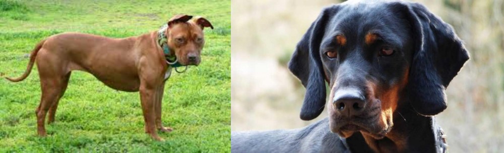 Polish Hunting Dog vs American Pit Bull Terrier - Breed Comparison