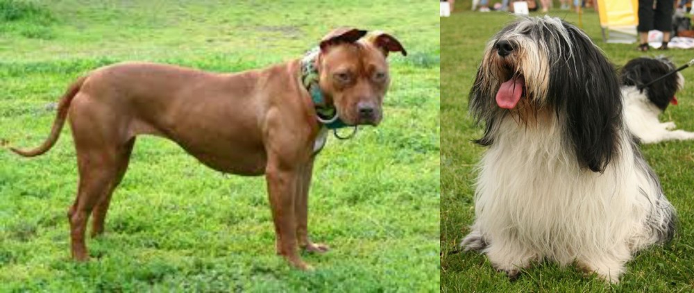 Polish Lowland Sheepdog vs American Pit Bull Terrier - Breed Comparison
