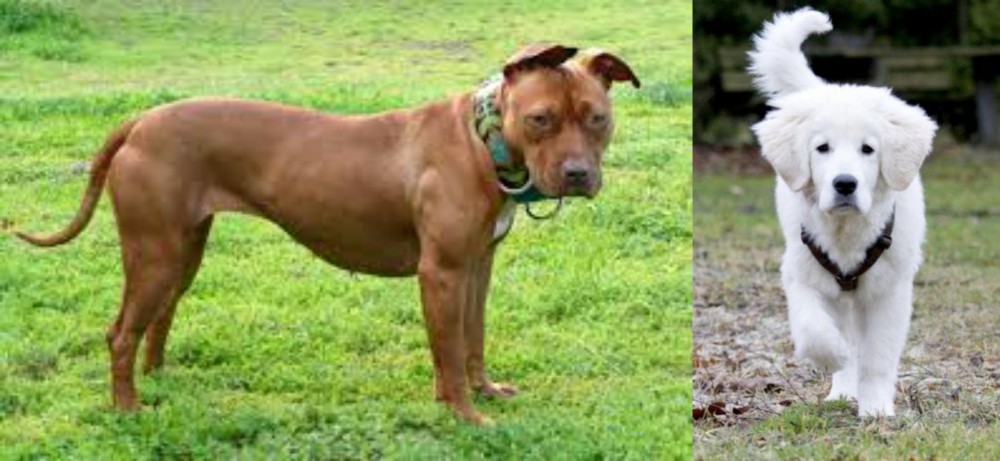 Polish Tatra Sheepdog vs American Pit Bull Terrier - Breed Comparison