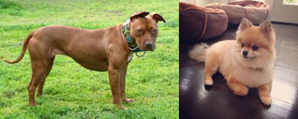 Pomeranian vs American Pit Bull Terrier - Breed Comparison