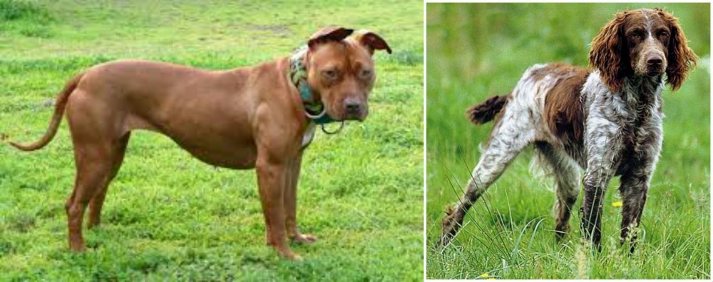 Pont-Audemer Spaniel vs American Pit Bull Terrier - Breed Comparison