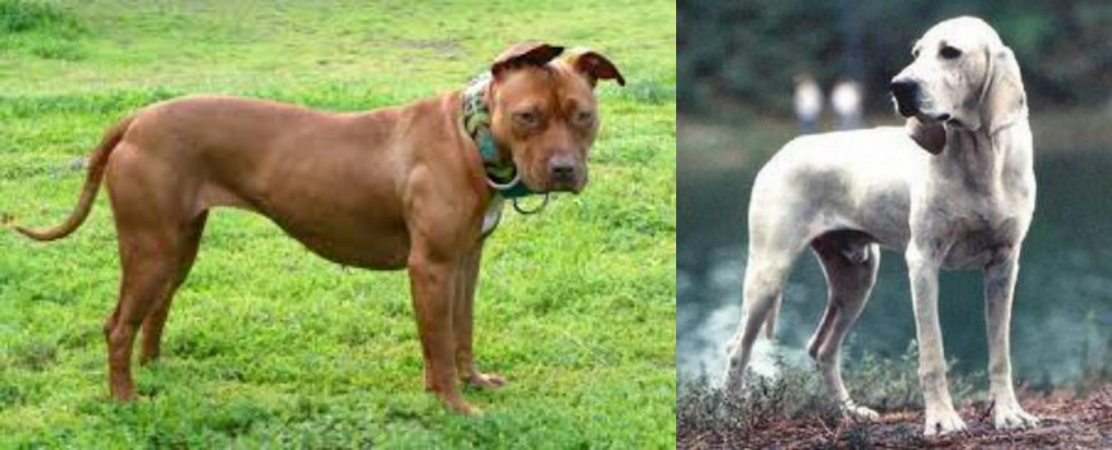 Porcelaine vs American Pit Bull Terrier - Breed Comparison