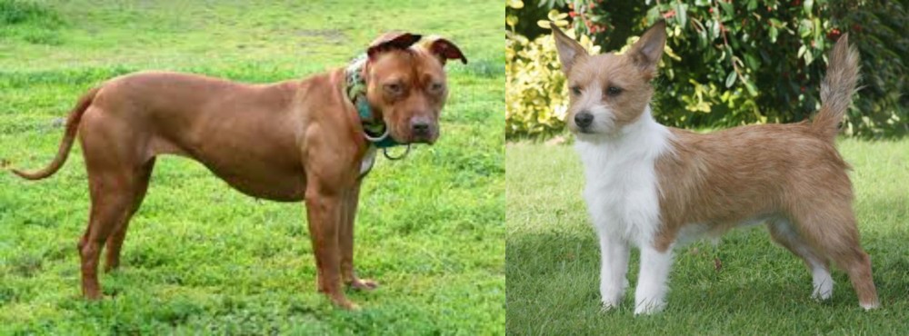 Portuguese Podengo vs American Pit Bull Terrier - Breed Comparison