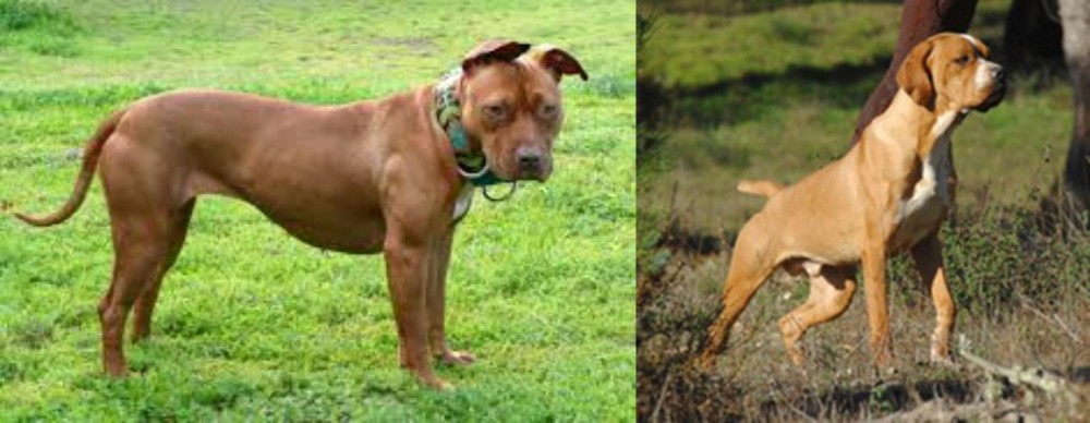 Portuguese Pointer vs American Pit Bull Terrier - Breed Comparison