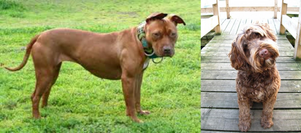 Portuguese Water Dog vs American Pit Bull Terrier - Breed Comparison