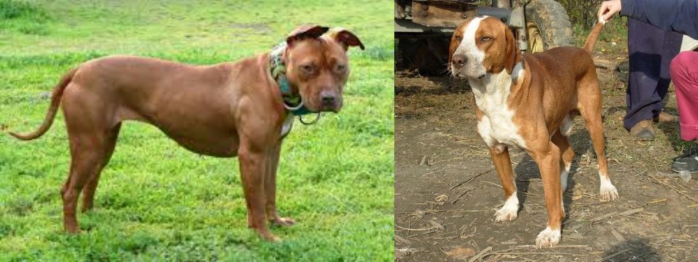Posavac Hound vs American Pit Bull Terrier - Breed Comparison