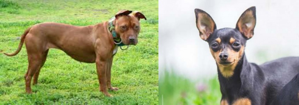 Prazsky Krysarik vs American Pit Bull Terrier - Breed Comparison