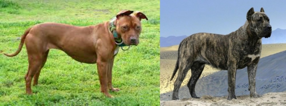 Presa Canario vs American Pit Bull Terrier - Breed Comparison