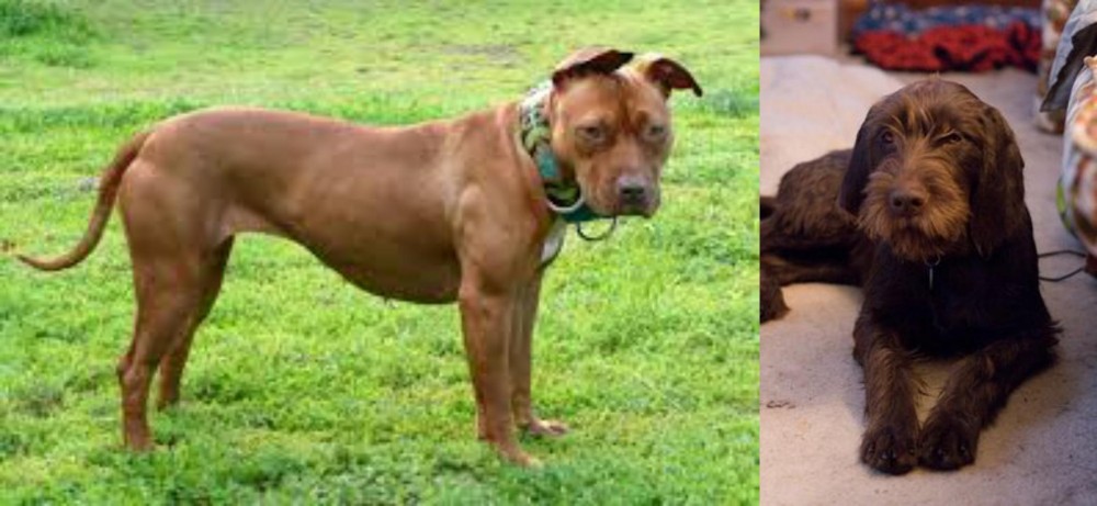 Pudelpointer vs American Pit Bull Terrier - Breed Comparison