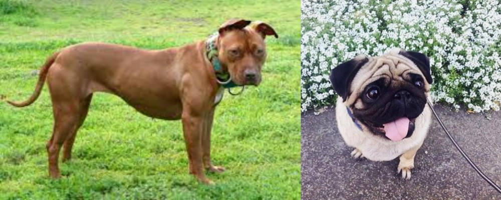 Pug vs American Pit Bull Terrier - Breed Comparison