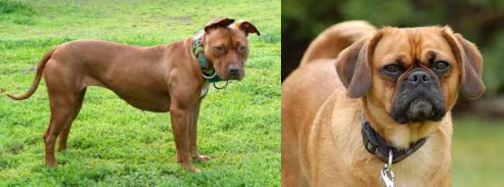 Pugalier vs American Pit Bull Terrier - Breed Comparison