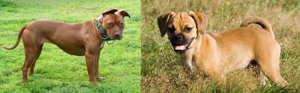 Puggle vs American Pit Bull Terrier - Breed Comparison