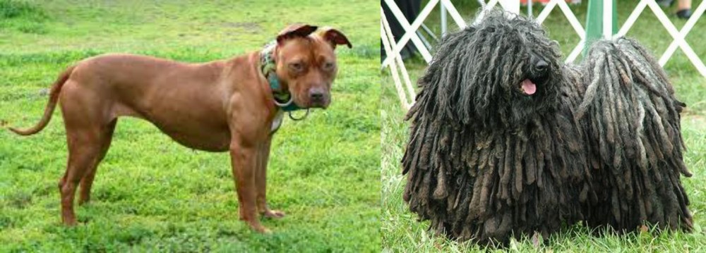 Puli vs American Pit Bull Terrier - Breed Comparison