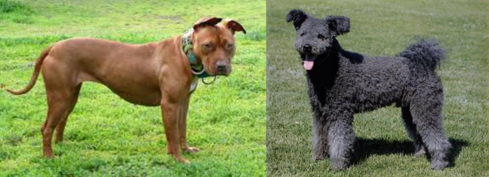 Pumi vs American Pit Bull Terrier - Breed Comparison
