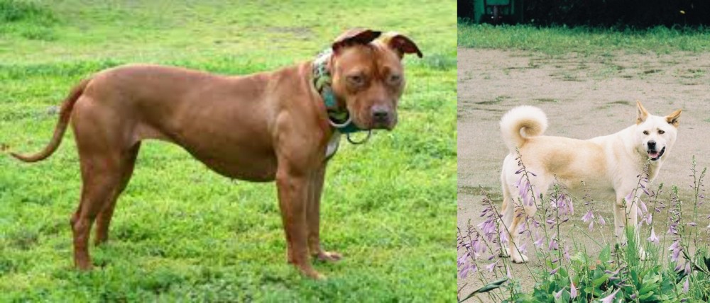 Pungsan Dog vs American Pit Bull Terrier - Breed Comparison