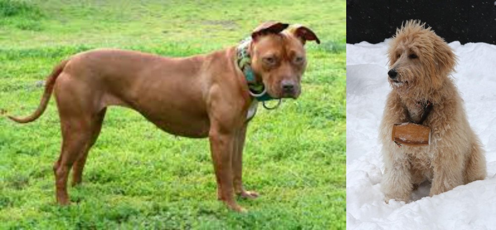 Pyredoodle vs American Pit Bull Terrier - Breed Comparison