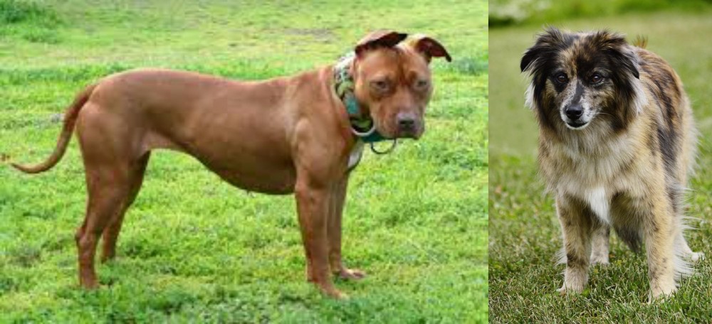 Pyrenean Shepherd vs American Pit Bull Terrier - Breed Comparison