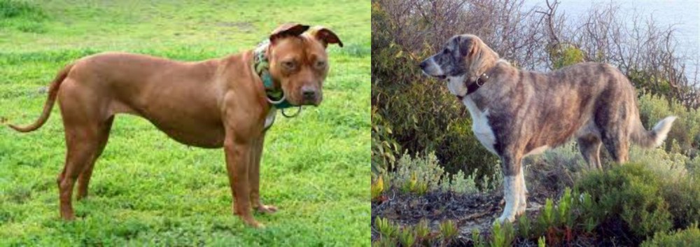 Rafeiro do Alentejo vs American Pit Bull Terrier - Breed Comparison
