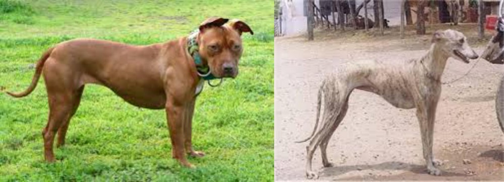 Rampur Greyhound vs American Pit Bull Terrier - Breed Comparison