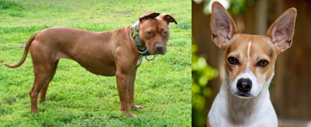 Rat Terrier vs American Pit Bull Terrier - Breed Comparison
