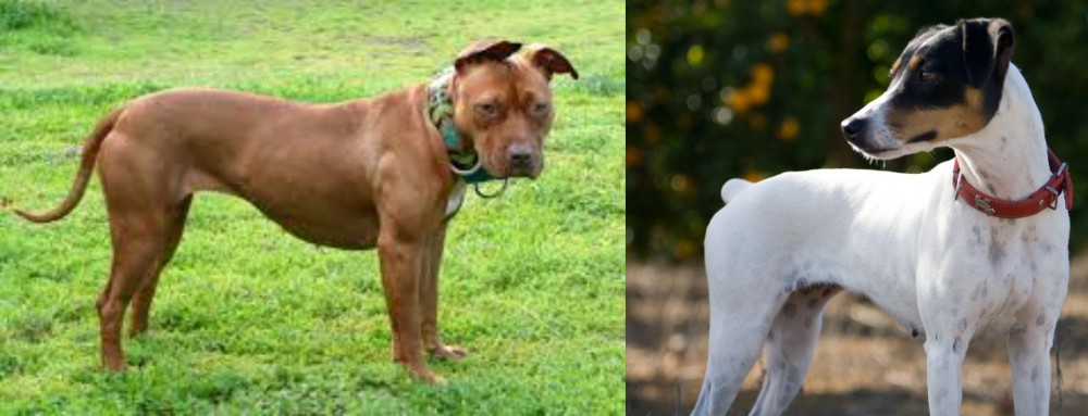 Ratonero Bodeguero Andaluz vs American Pit Bull Terrier - Breed Comparison