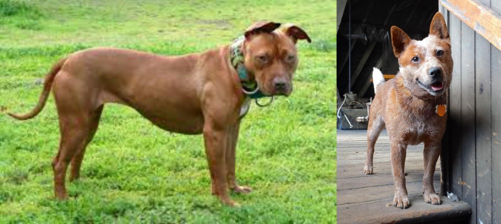 Red Heeler vs American Pit Bull Terrier - Breed Comparison