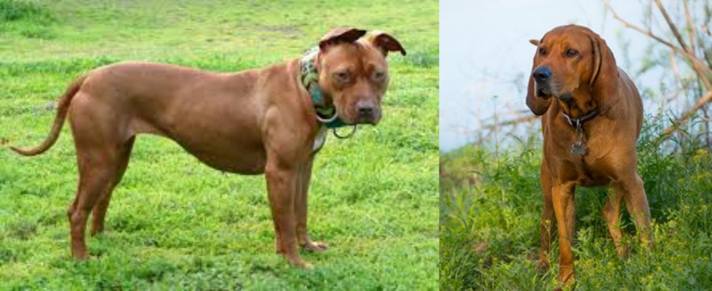 Redbone Coonhound vs American Pit Bull Terrier - Breed Comparison