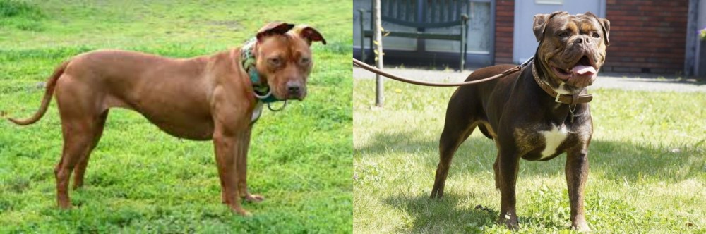 Renascence Bulldogge vs American Pit Bull Terrier - Breed Comparison