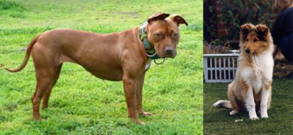 Rough Collie vs American Pit Bull Terrier - Breed Comparison