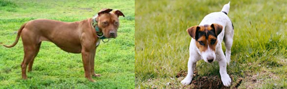Russell Terrier vs American Pit Bull Terrier - Breed Comparison