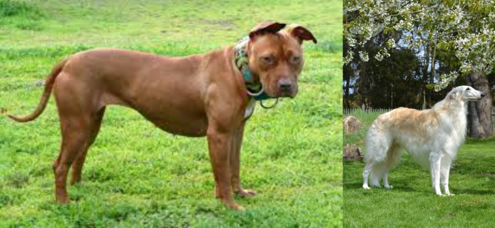 Russian Hound vs American Pit Bull Terrier - Breed Comparison