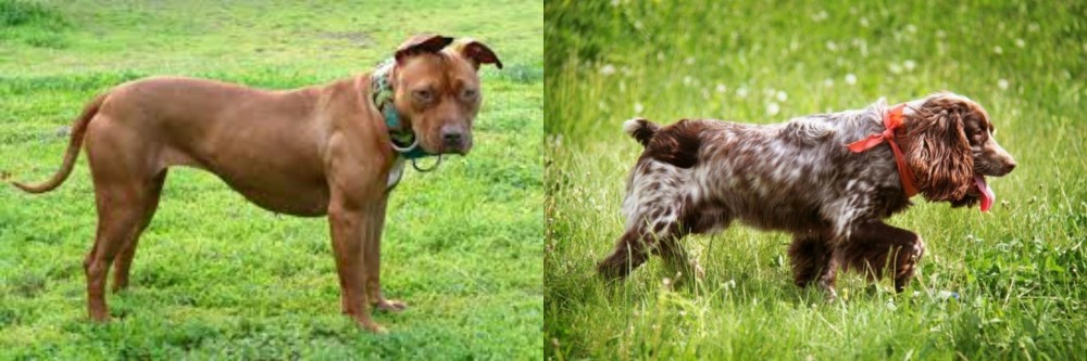 Russian Spaniel vs American Pit Bull Terrier - Breed Comparison