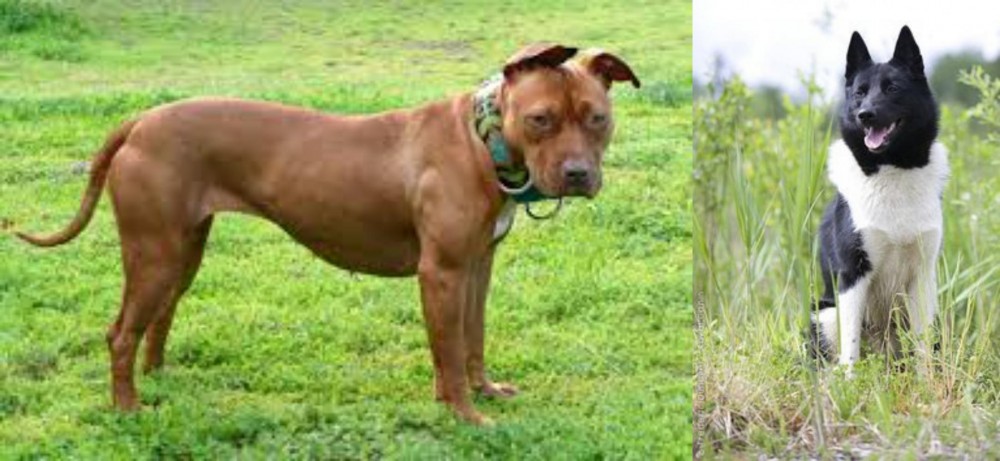 Russo-European Laika vs American Pit Bull Terrier - Breed Comparison