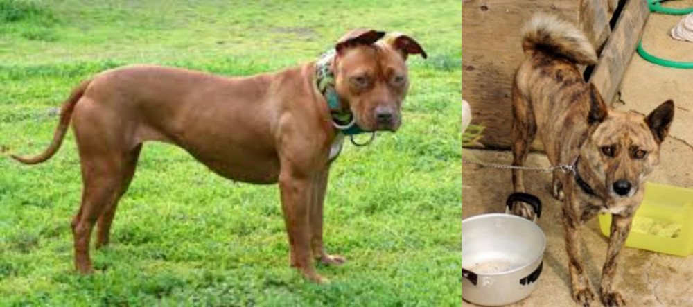 Ryukyu Inu vs American Pit Bull Terrier - Breed Comparison