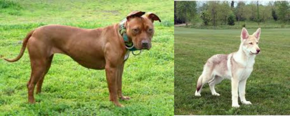 Saarlooswolfhond vs American Pit Bull Terrier - Breed Comparison