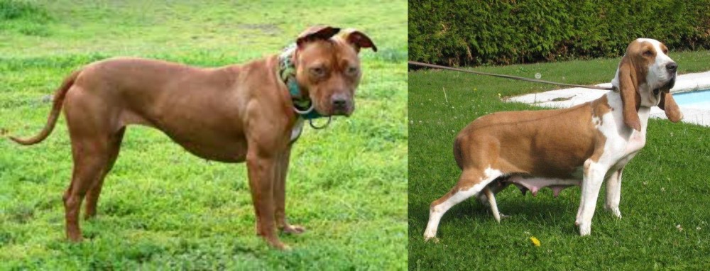 Sabueso Espanol vs American Pit Bull Terrier - Breed Comparison