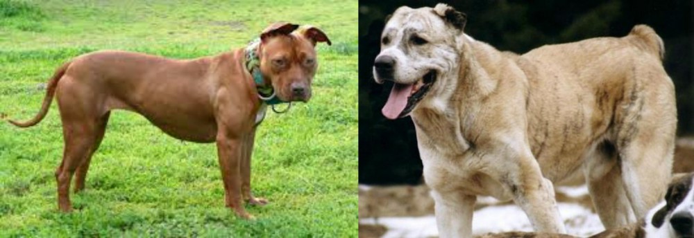 Sage Koochee vs American Pit Bull Terrier - Breed Comparison