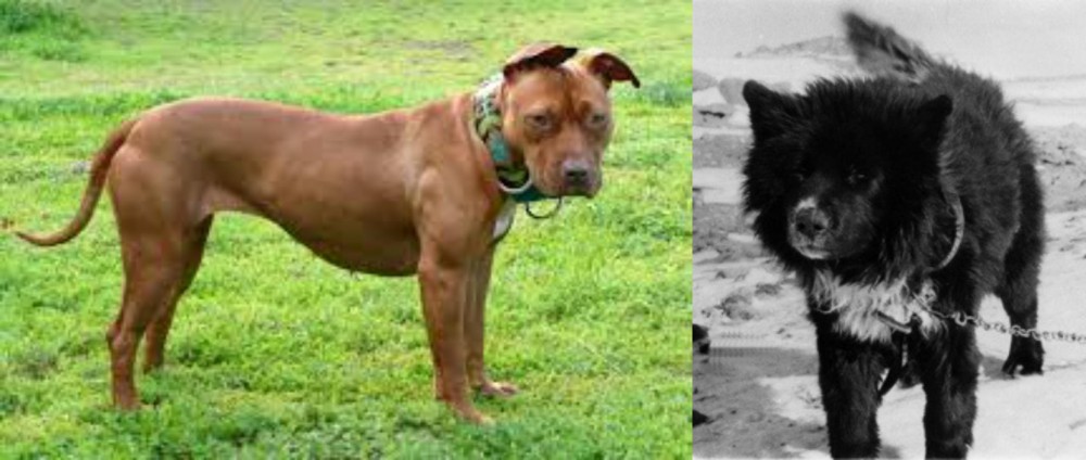 Sakhalin Husky vs American Pit Bull Terrier - Breed Comparison