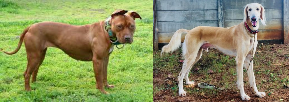 Saluki vs American Pit Bull Terrier - Breed Comparison
