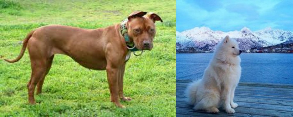 Samoyed vs American Pit Bull Terrier - Breed Comparison