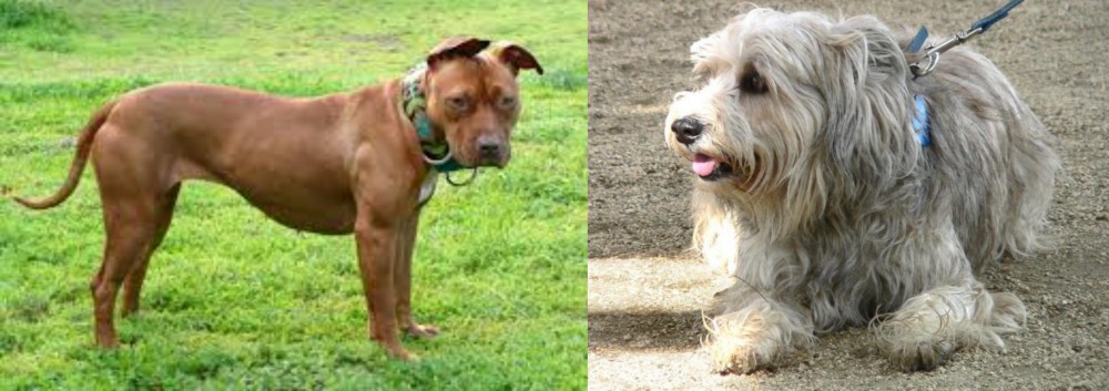 Sapsali vs American Pit Bull Terrier - Breed Comparison