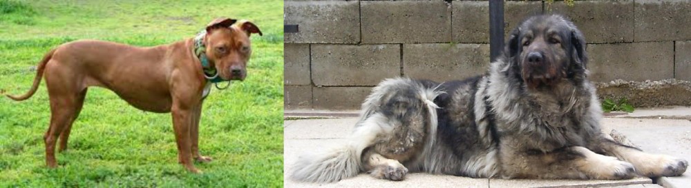 Sarplaninac vs American Pit Bull Terrier - Breed Comparison