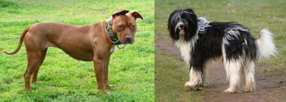 Schapendoes vs American Pit Bull Terrier - Breed Comparison