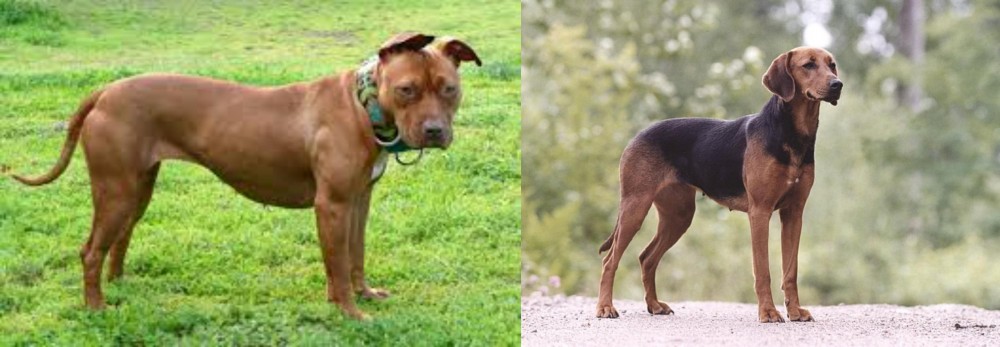 Schillerstovare vs American Pit Bull Terrier - Breed Comparison