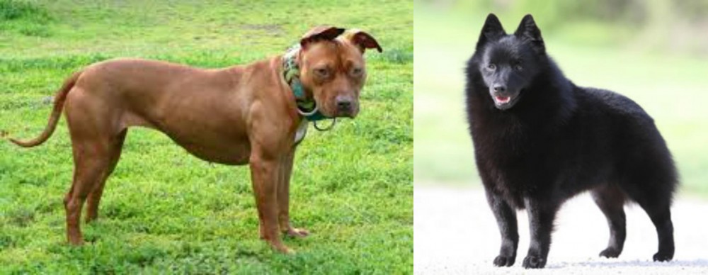 Schipperke vs American Pit Bull Terrier - Breed Comparison