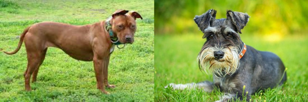 Schnauzer vs American Pit Bull Terrier - Breed Comparison