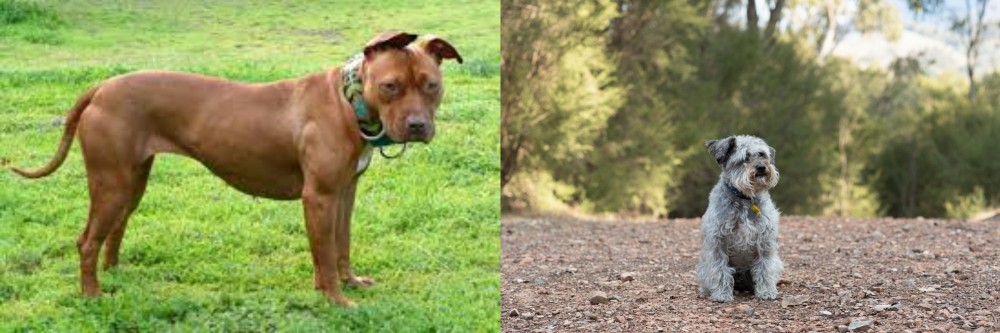 Schnoodle vs American Pit Bull Terrier - Breed Comparison