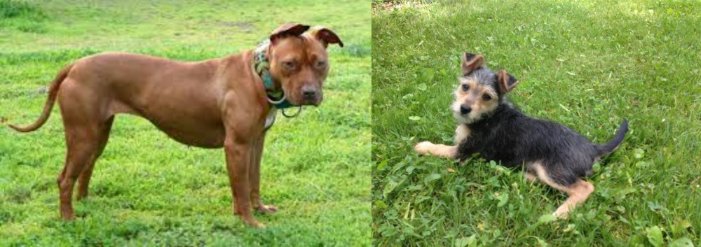 Schnorkie vs American Pit Bull Terrier - Breed Comparison